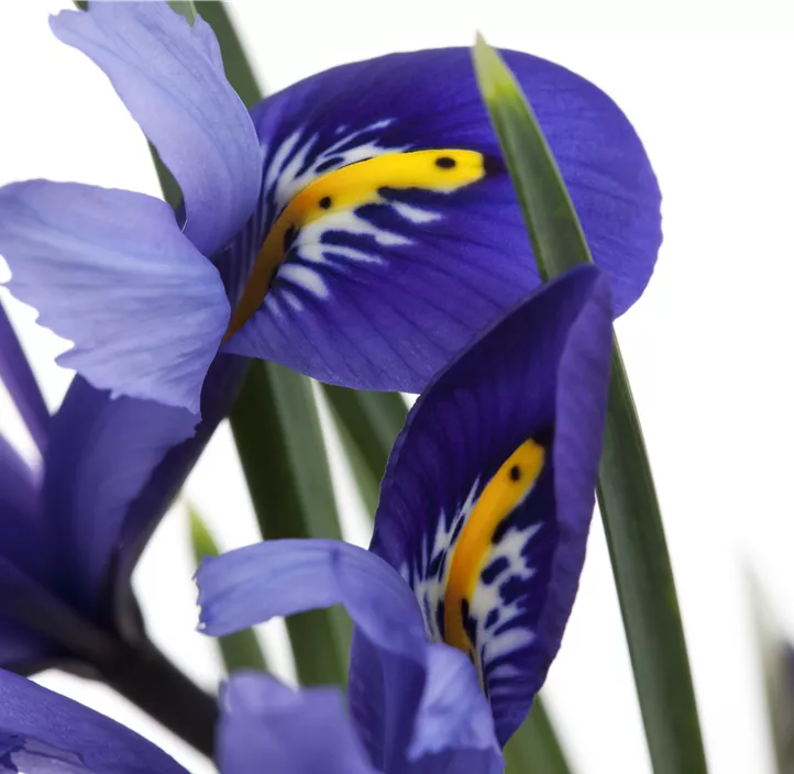 Verschiedenfarbige Sumpf-Schwertlilie Verschiedenfarbige Sumpf-Schwertlilie