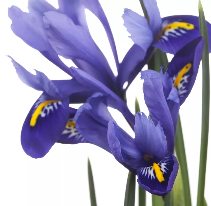 Verschiedenfarbige Sumpf-Schwertlilie Verschiedenfarbige Sumpf-Schwertlilie