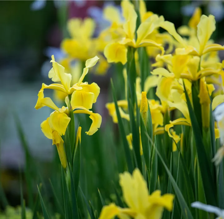 Verschiedenfarbige Sumpf-Schwertlilie Verschiedenfarbige Sumpf-Schwertlilie
