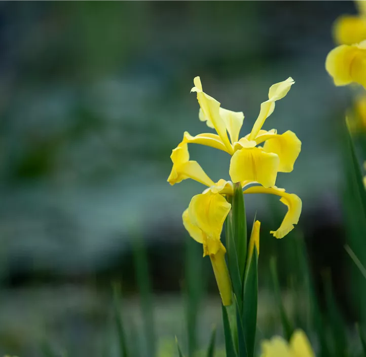 Verschiedenfarbige Sumpf-Schwertlilie Verschiedenfarbige Sumpf-Schwertlilie