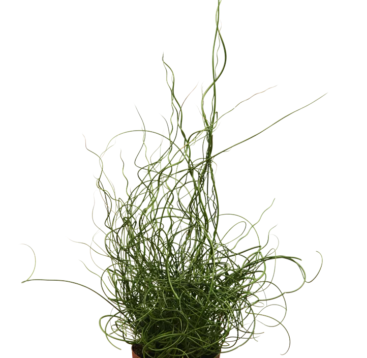 Spiralige Garten-Binse Spiralige Garten-Binse