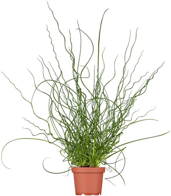 Juncus effusus Spiralis, Spiralige Garten-Binse - Bellaflora