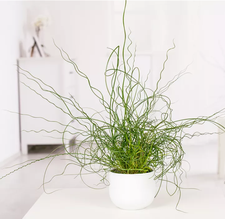 Spiralige Garten-Binse Spiralige Garten-Binse