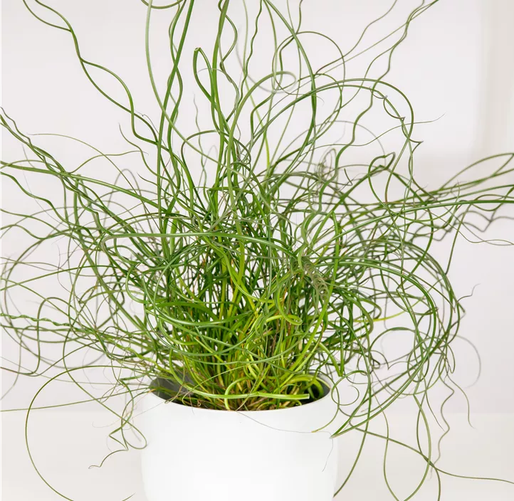 Spiralige Garten-Binse Spiralige Garten-Binse