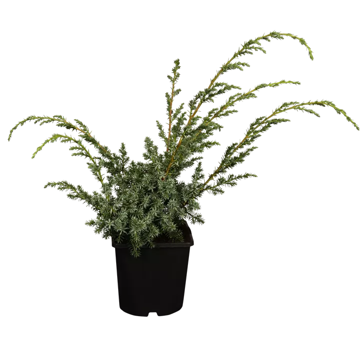 Chinesischer Wacholder 'Blue Alps'