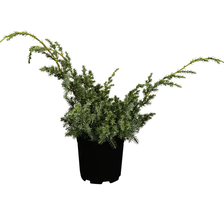 Chinesischer Wacholder 'Blue Alps'