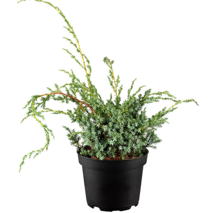 Chinesischer Wacholder 'Blue Alps'