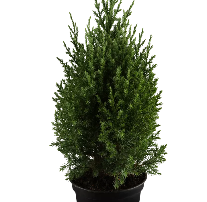 Blauer Kegel-Mooswacholder 'Stricta' Blauer Kegel-Mooswacholder 'Stricta'