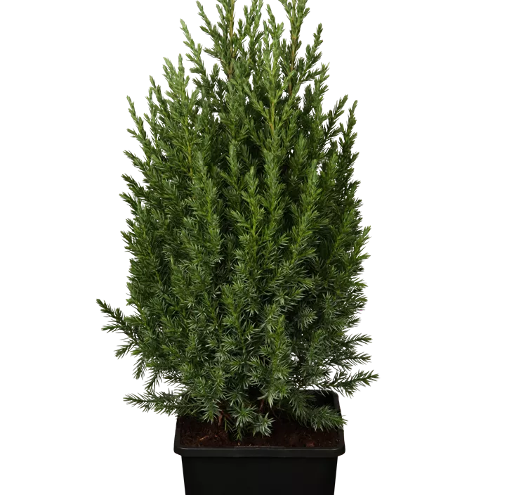 Blauer Kegel-Mooswacholder 'Stricta' Blauer Kegel-Mooswacholder 'Stricta'