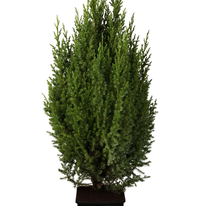 Blauer Kegel-Mooswacholder 'Stricta' Blauer Kegel-Mooswacholder 'Stricta'