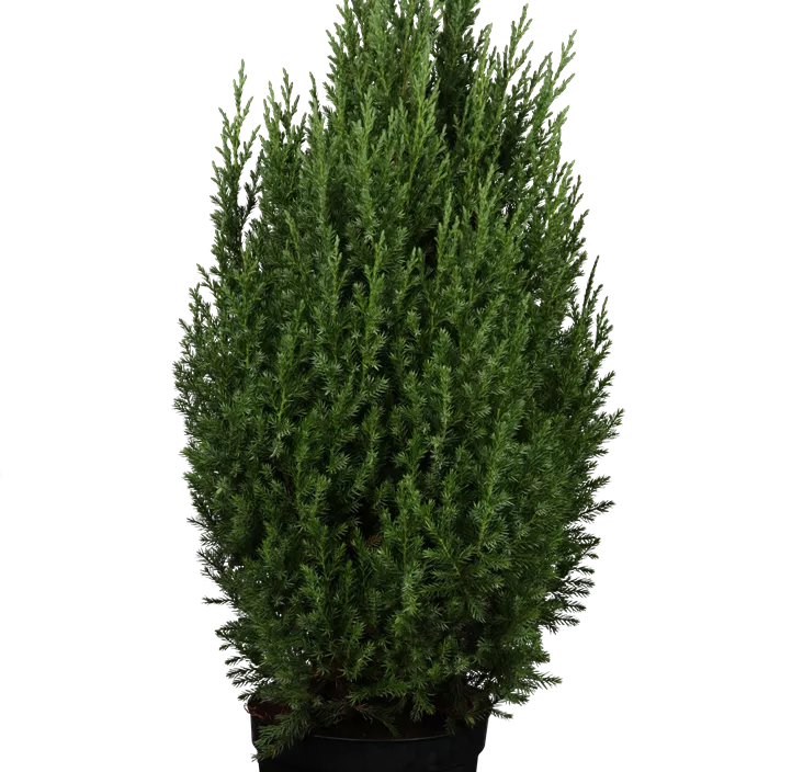 Blauer Kegel-Mooswacholder 'Stricta' Blauer Kegel-Mooswacholder 'Stricta'