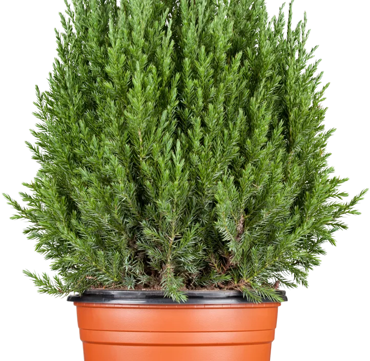 Blauer Kegel-Mooswacholder 'Stricta' Blauer Kegel-Mooswacholder 'Stricta'