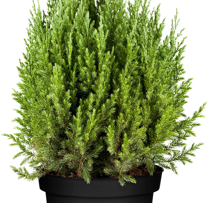 Blauer Kegel-Mooswacholder 'Stricta' Blauer Kegel-Mooswacholder 'Stricta'