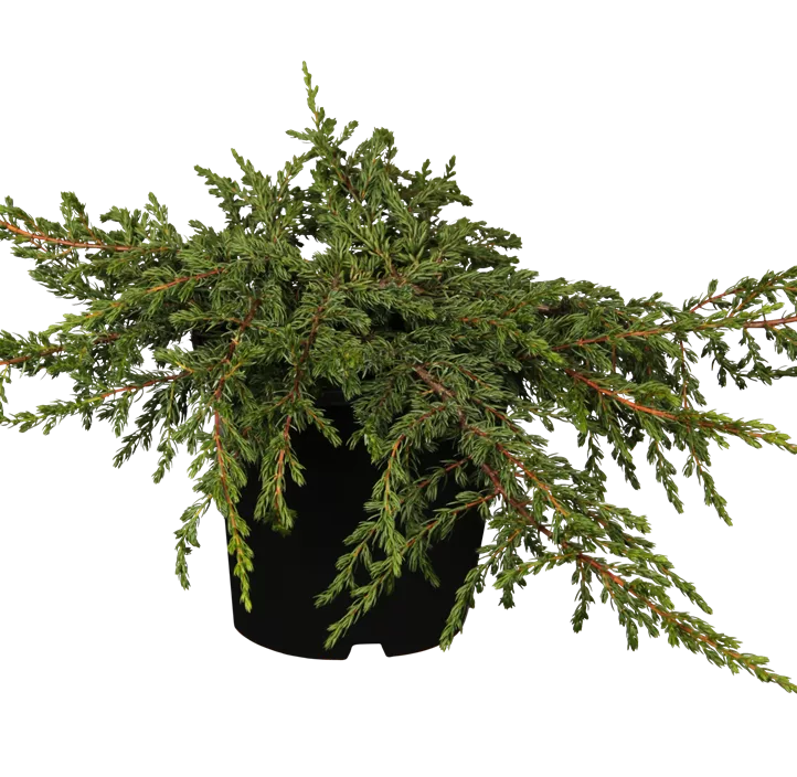 Kriechender Wacholder 'Repanda'