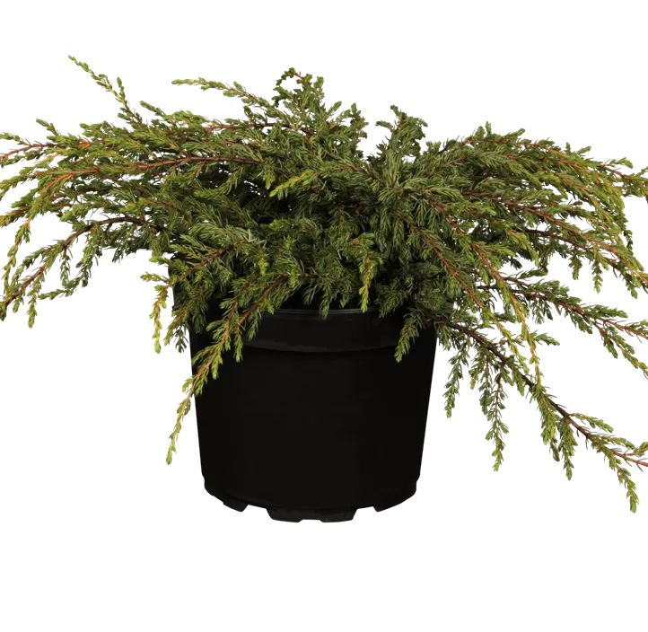 Kriechender Wacholder 'Repanda'