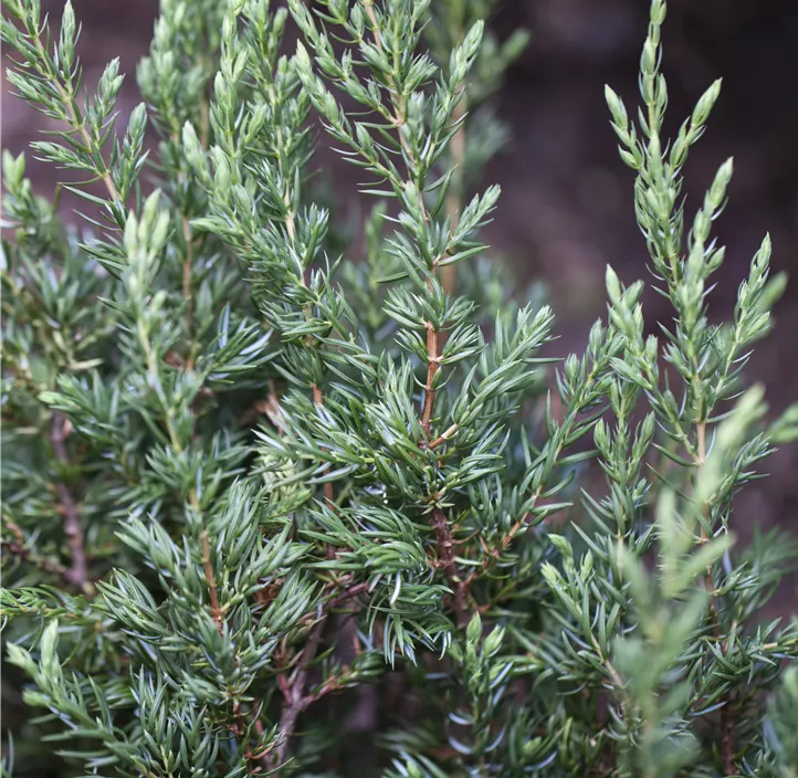 Kriechender Wacholder 'Repanda'