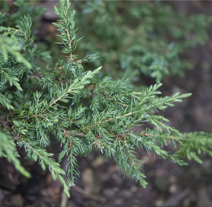 Kriechender Wacholder 'Repanda'