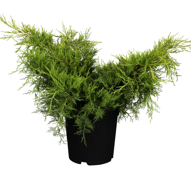 Chinesischer Wacholder 'Old Gold' Chinesischer Wacholder 'Old Gold'