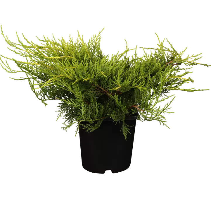 Chinesischer Wacholder 'Old Gold' Chinesischer Wacholder 'Old Gold'