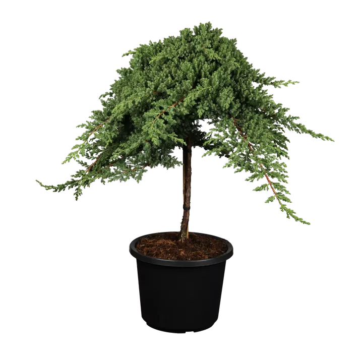 Niederer Zwergwacholder 'Nana'