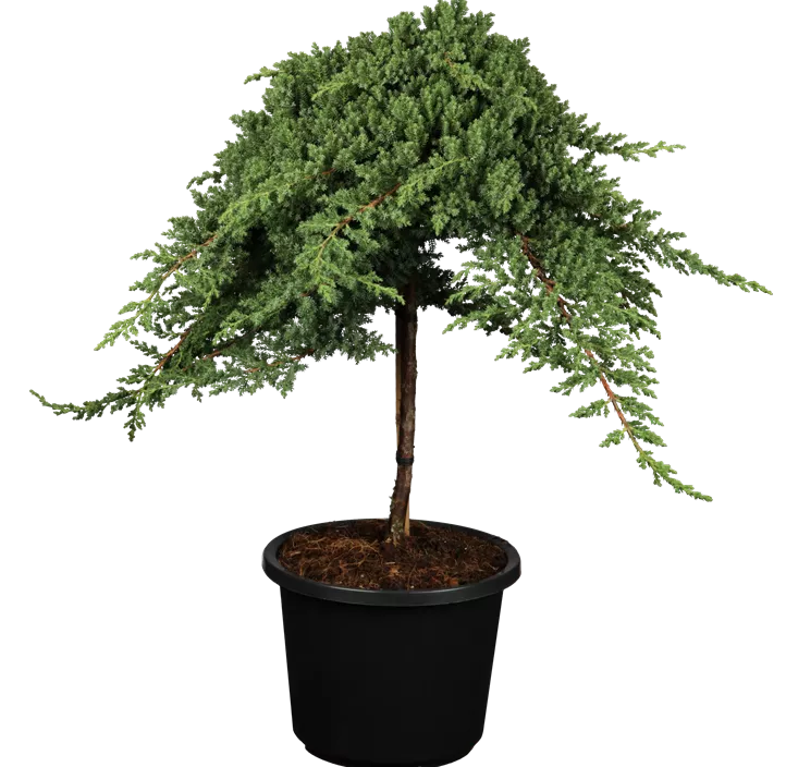 Niederer Zwergwacholder 'Nana'