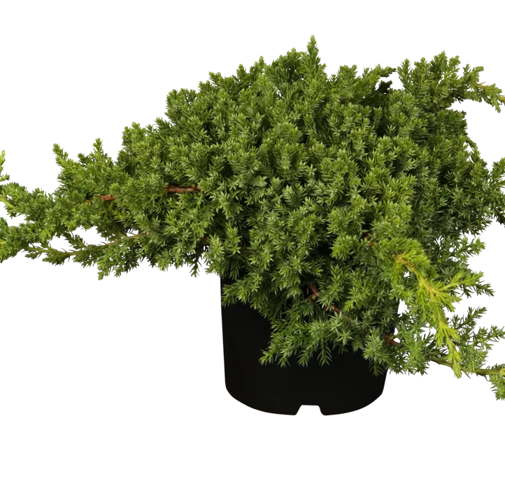 Niederer Zwergwacholder 'Nana'