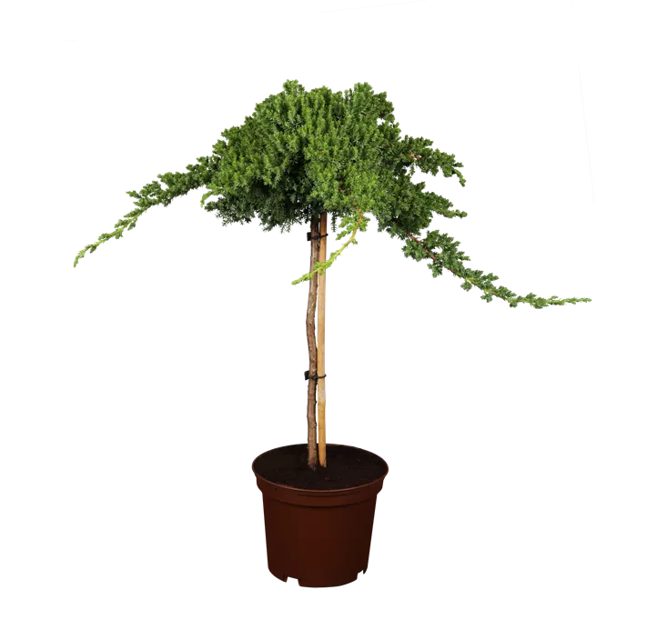 Niederer Zwergwacholder 'Nana'