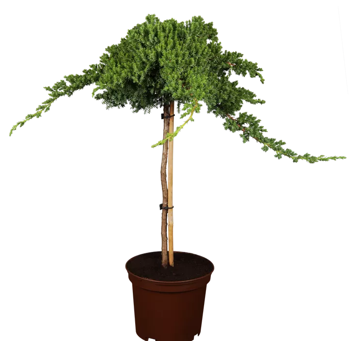 Niederer Zwergwacholder 'Nana'