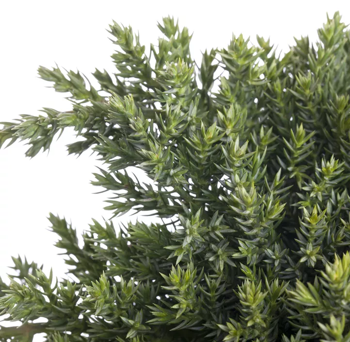 Niederer Zwergwacholder 'Nana'
