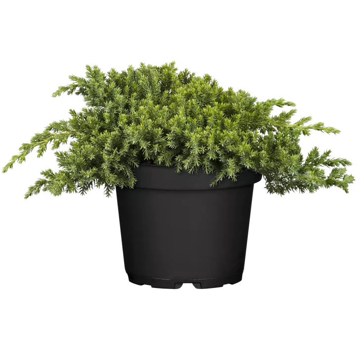 Niederer Zwergwacholder 'Nana'