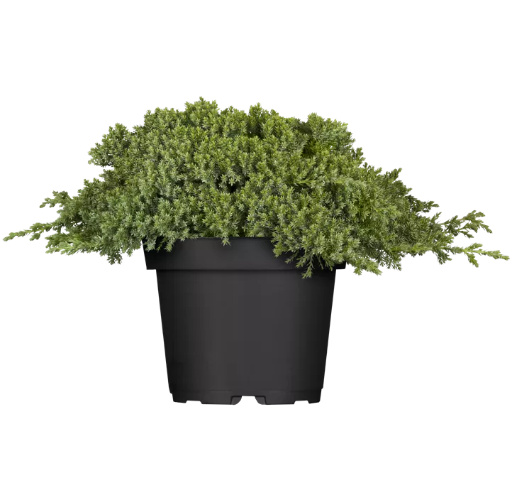 Niederer Zwergwacholder 'Nana'