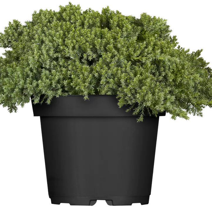 Niederer Zwergwacholder 'Nana'