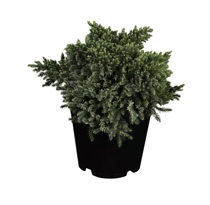 Blauer Zwerg-Wacholder 'Blue Star'
