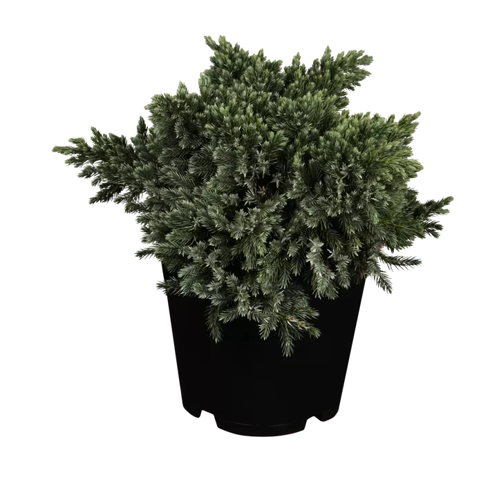 Blauer Zwerg-Wacholder 'Blue Star' Blauer Zwerg-Wacholder 'Blue Star'