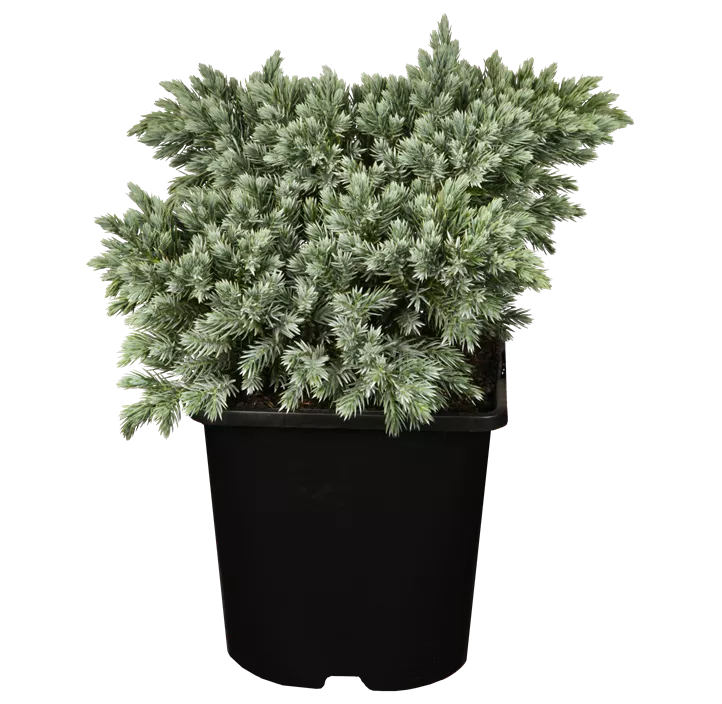 Blauer Zwerg-Wacholder 'Blue Star'