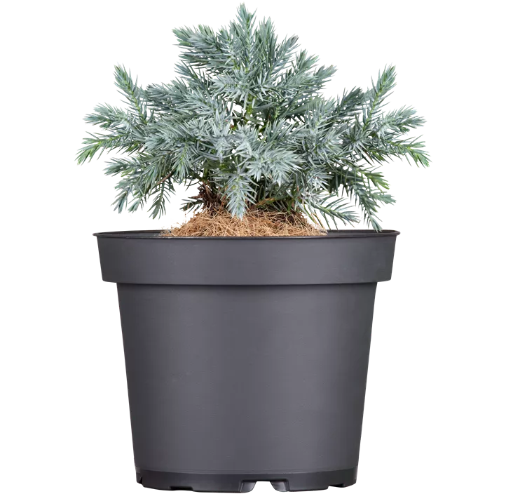 Blauer Zwerg-Wacholder 'Blue Star'
