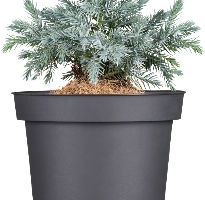 Blauer Zwerg-Wacholder 'Blue Star' Blauer Zwerg-Wacholder 'Blue Star'