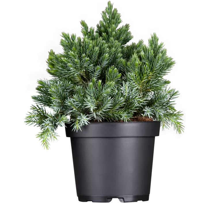 Blauer Zwerg-Wacholder 'Blue Star'