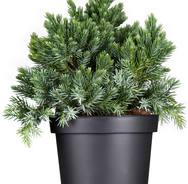 Blauer Zwerg-Wacholder 'Blue Star' Blauer Zwerg-Wacholder 'Blue Star'