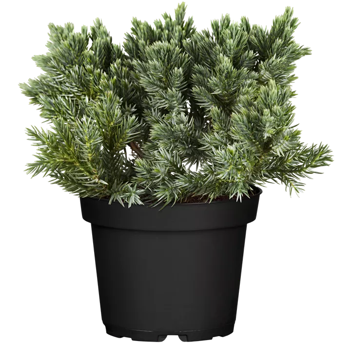 Blauer Zwerg-Wacholder 'Blue Star'