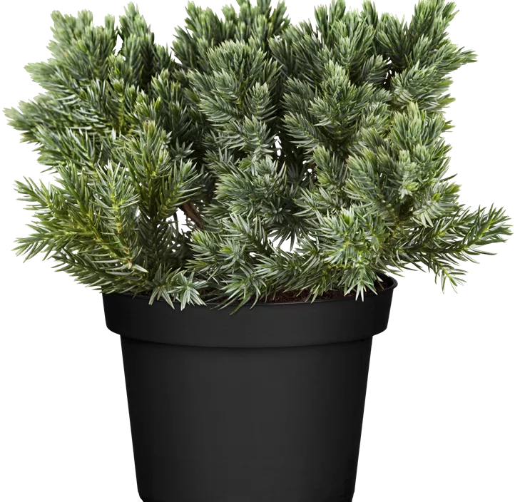 Blauer Zwerg-Wacholder 'Blue Star' Blauer Zwerg-Wacholder 'Blue Star'