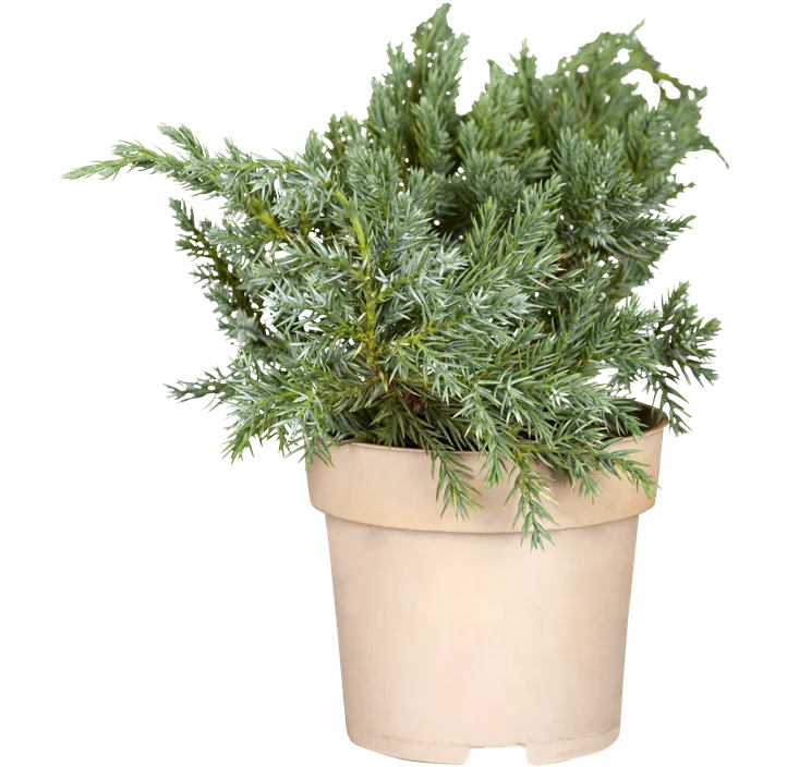 Blauer Zwerg-Wacholder 'Blue Star'