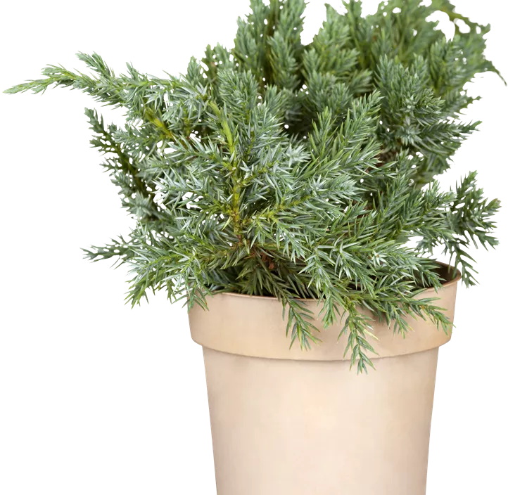 Blauer Zwerg-Wacholder 'Blue Star' Blauer Zwerg-Wacholder 'Blue Star'