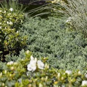 Juniperus squamata 'Blue Star'