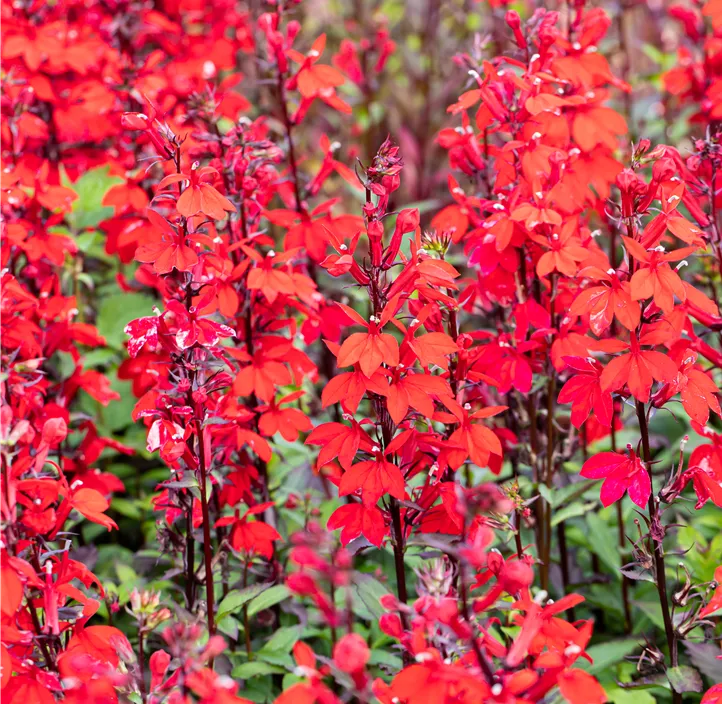 Leuchtende Lobelie Leuchtende Lobelie