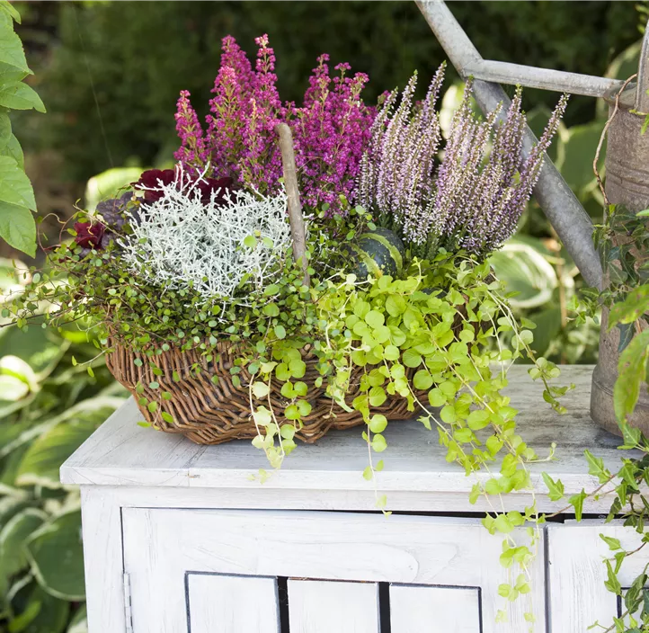 Silberkörbchen Silberkörbchen