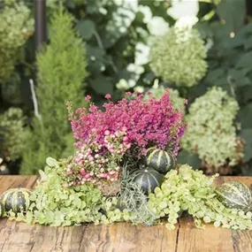 Erica gracilis Beauty Queen mit Mühlenbeckia