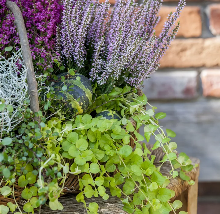 Pfennigkraut Pfennigkraut