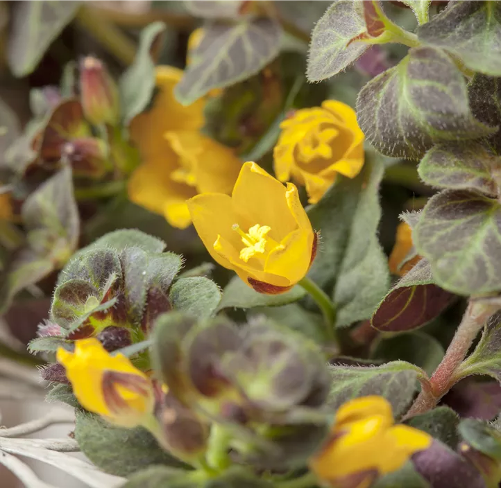 Pfennigkraut Pfennigkraut