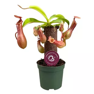 Nepenthes Stamm